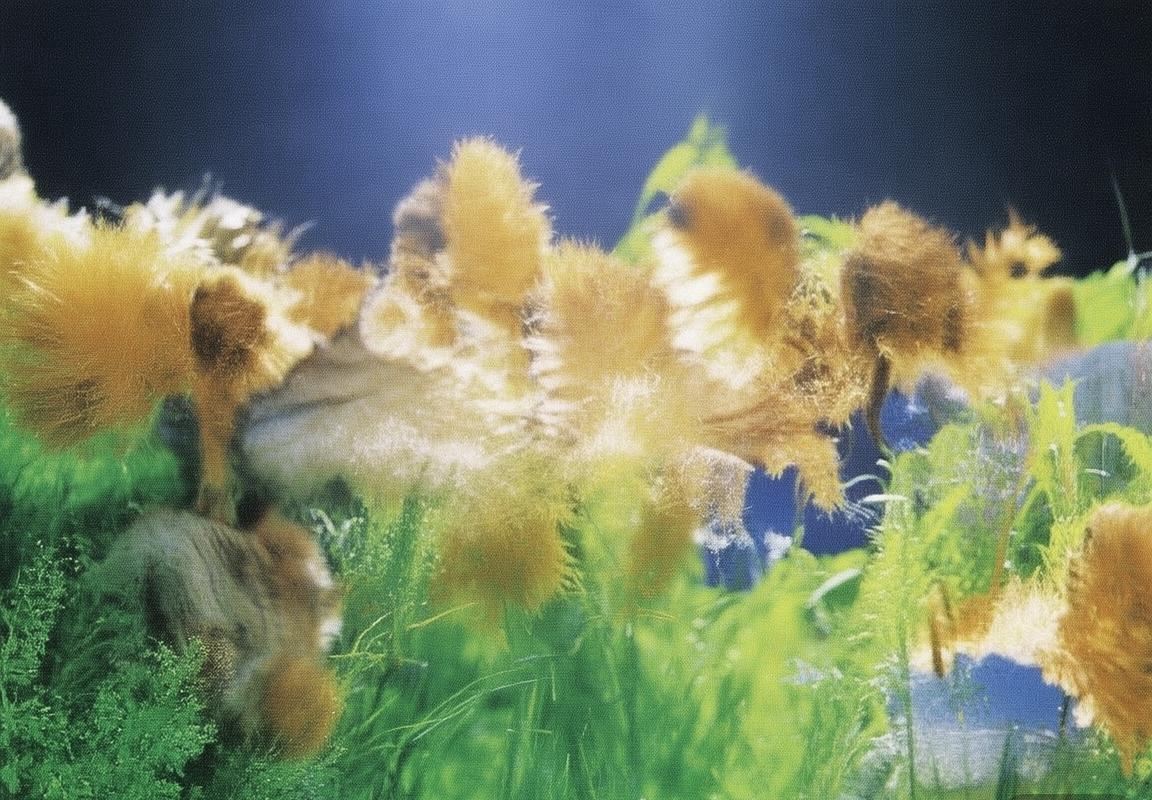 俄罗斯VS沙特：全面解析与战术前瞻(图3)